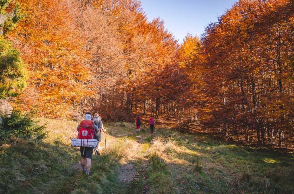 Grupa turystów idzie szlakiem w jesiennym lesie - Beskid Sądecki