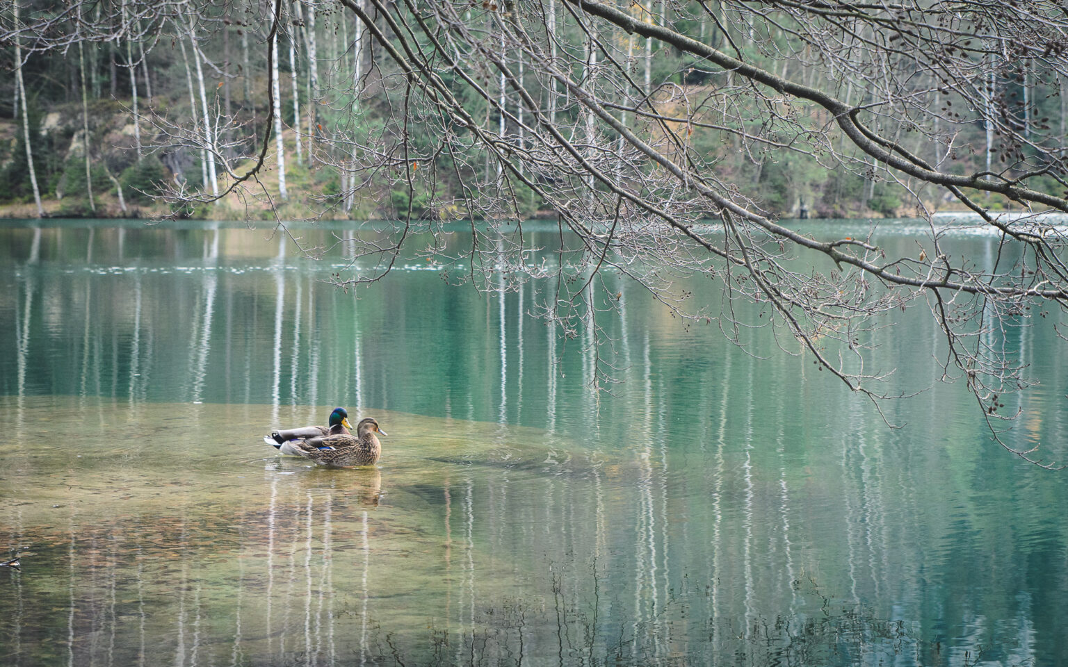 Kaczki na jeziorze w skalnym mieście w Adrspachu