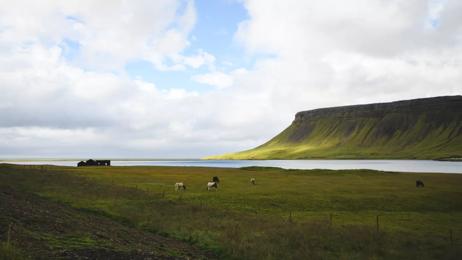 Islandzki krajobraz z końmi